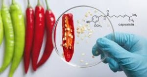 The Active Compound in Cayenne Pepper: Capsaicin