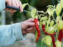Incorporating Cayenne Pepper into Your Weight Loss Journey
